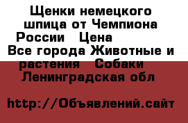 Щенки немецкого шпица от Чемпиона России › Цена ­ 50 000 - Все города Животные и растения » Собаки   . Ленинградская обл.